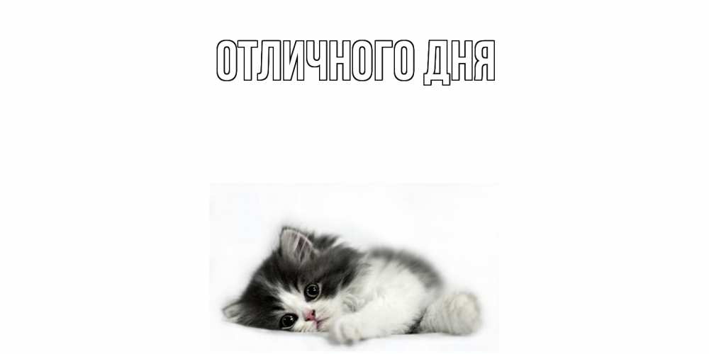 Открытка на каждый день с именем, Аида Скучашки кот, скука Прикольная открытка с пожеланием онлайн скачать бесплатно 