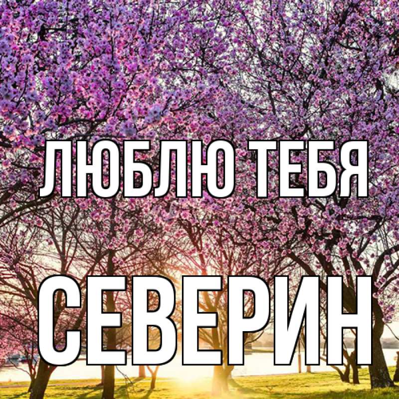 Картинка Люблю тебя, Северин