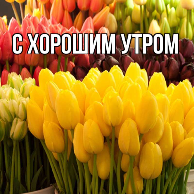 Картинка Люблю тебя, Таня