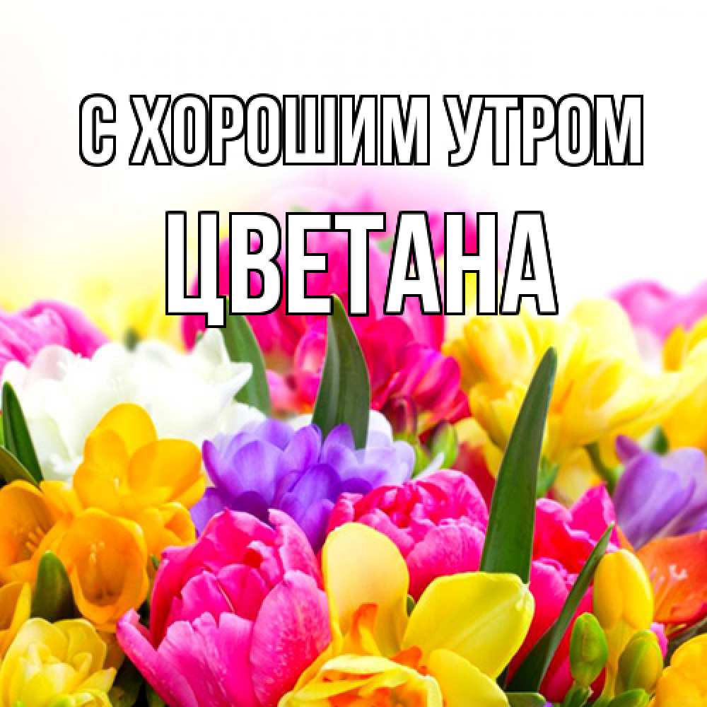 Открытка на каждый день с именем, Цветана С хорошим утром создать открытку со свое подписью Прикольная открытка с пожеланием онлайн скачать бесплатно 