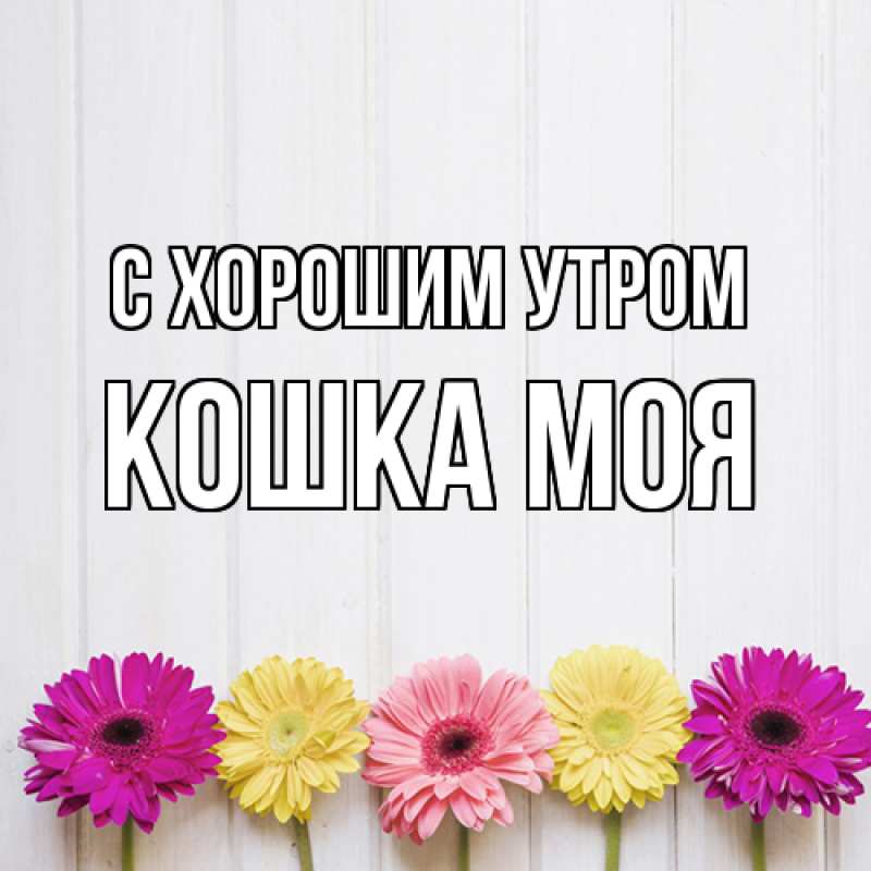 Картинка С хорошим утром, Кошка моя