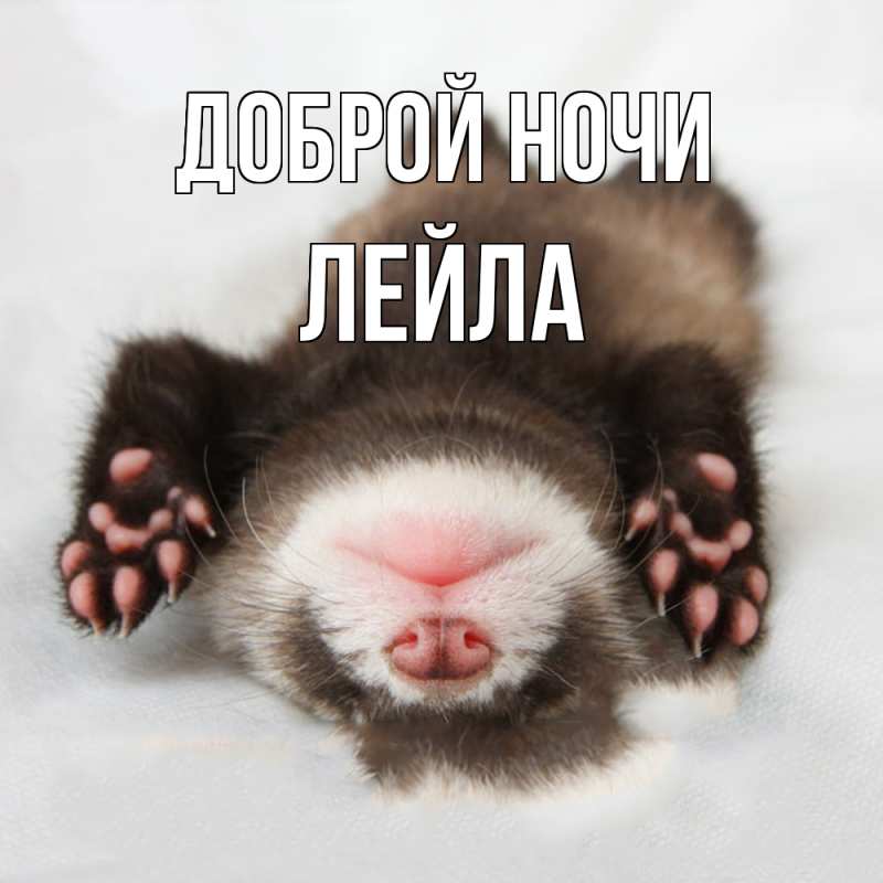 Картинка Доброй ночи, Лейла