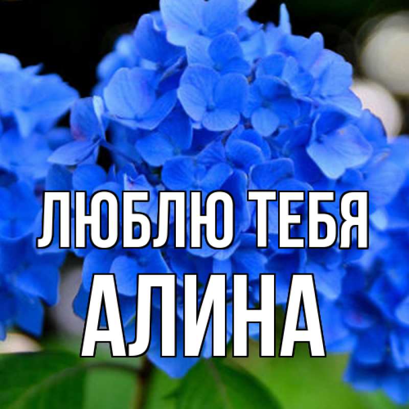 Картинка Люблю тебя, Алина