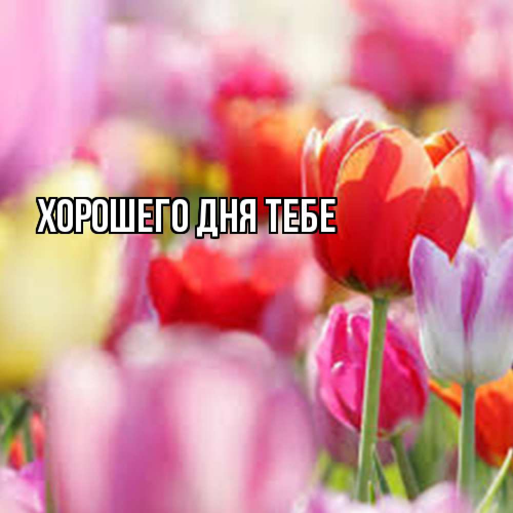 Открытка на каждый день с именем, Феруза Люблю тебя на международный женский день 2 Прикольная открытка с пожеланием онлайн скачать бесплатно 