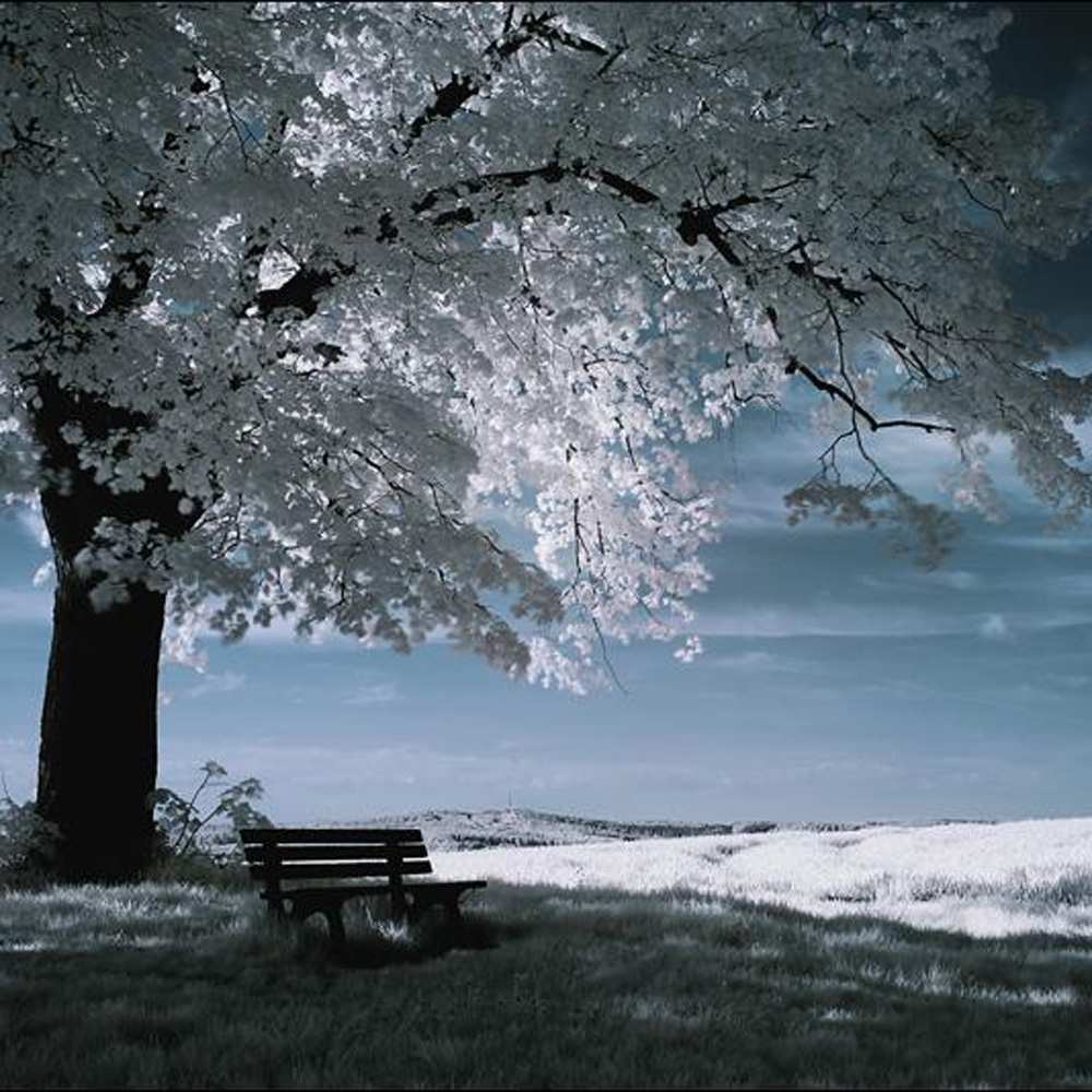 Открытка на каждый день с именем, Франсуаза Обнимашки дерево Прикольная открытка с пожеланием онлайн скачать бесплатно 
