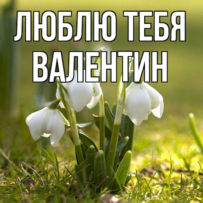 Картинка Люблю тебя, Валентин