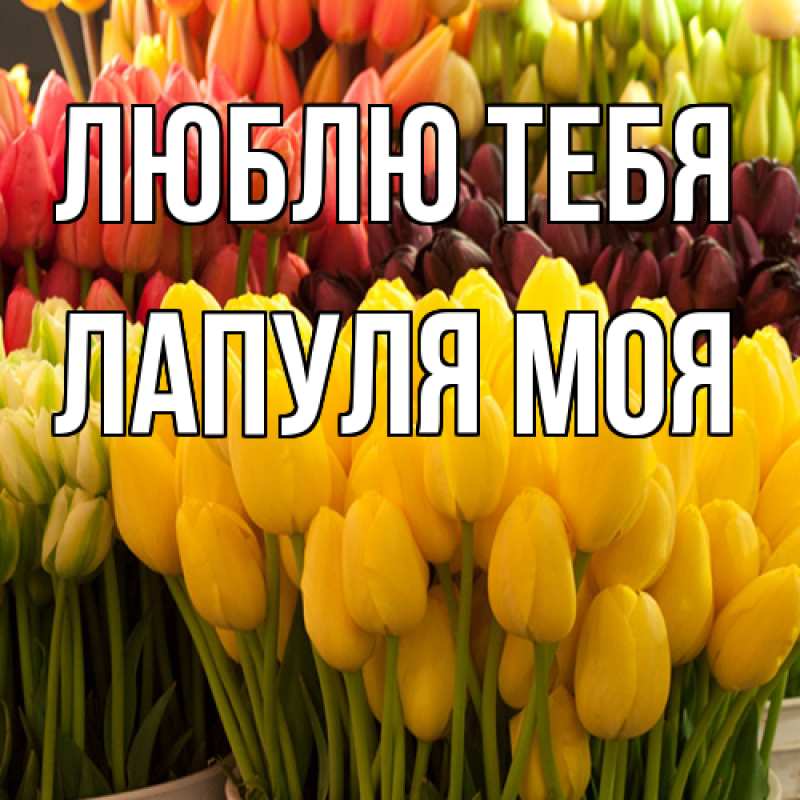 Картинка Люблю тебя, Лапуля моя