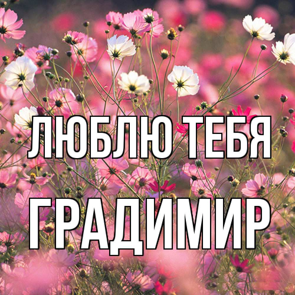Открытка на каждый день с именем, Градимир Люблю тебя красиво 1 Прикольная открытка с пожеланием онлайн скачать бесплатно 