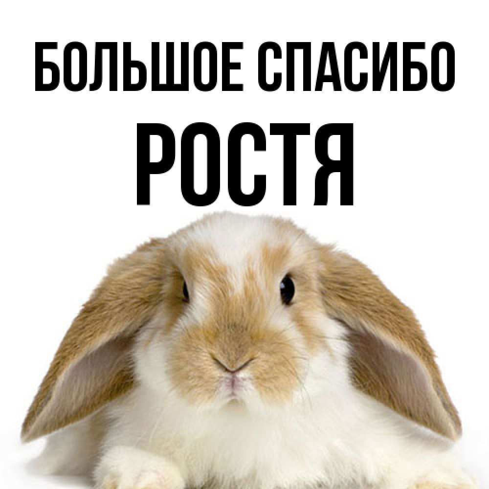 Открытка на каждый день с именем, Ростя Большое спасибо коричнево белый заяц Прикольная открытка с пожеланием онлайн скачать бесплатно 