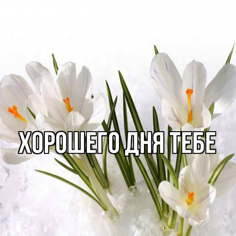 Картинка Люблю тебя, Гордон