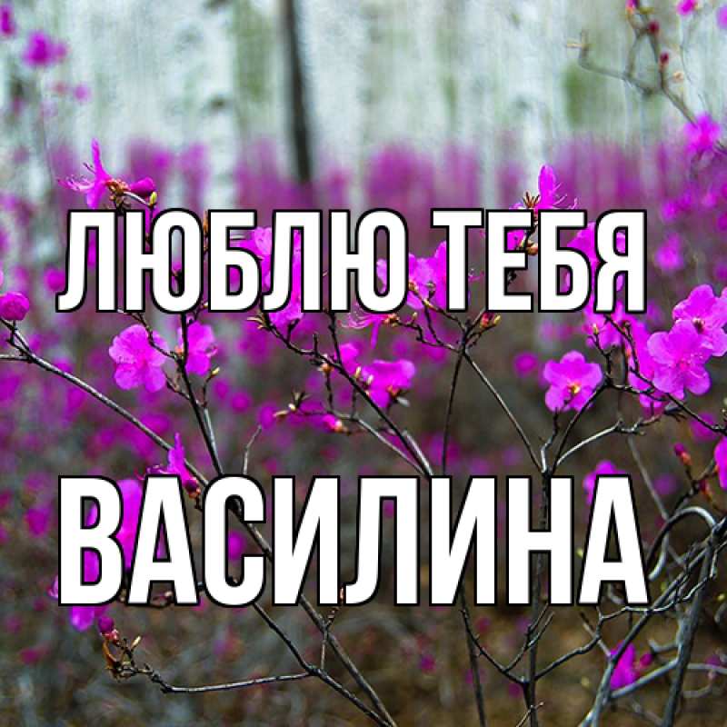 Картинка Люблю тебя, Василина