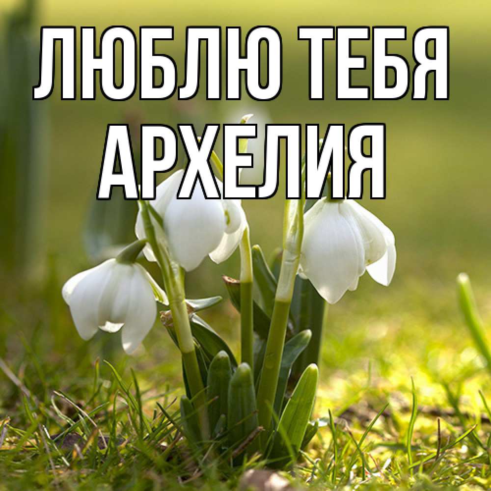 Открытка на каждый день с именем, Архелия Люблю тебя ранние цветы 2 Прикольная открытка с пожеланием онлайн скачать бесплатно 