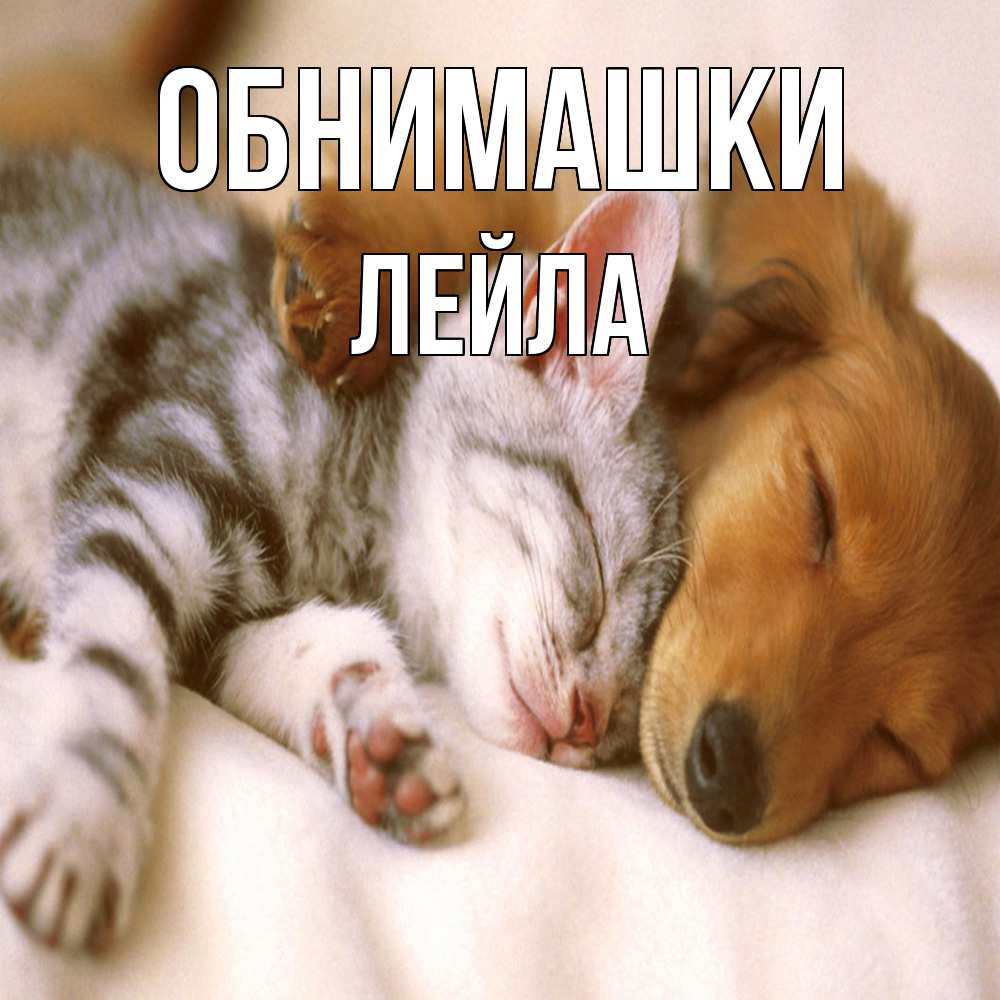 Открытка на каждый день с именем, Лейла Обнимашки пес и котенок Прикольная открытка с пожеланием онлайн скачать бесплатно 