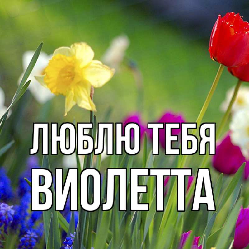 Картинка Люблю тебя, Виолетта