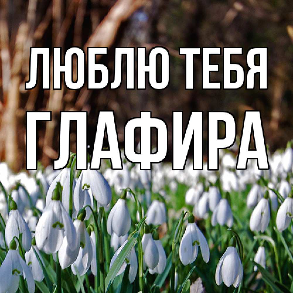 Открытка на каждый день с именем, Глафира Люблю тебя с подснежниками 1 Прикольная открытка с пожеланием онлайн скачать бесплатно 