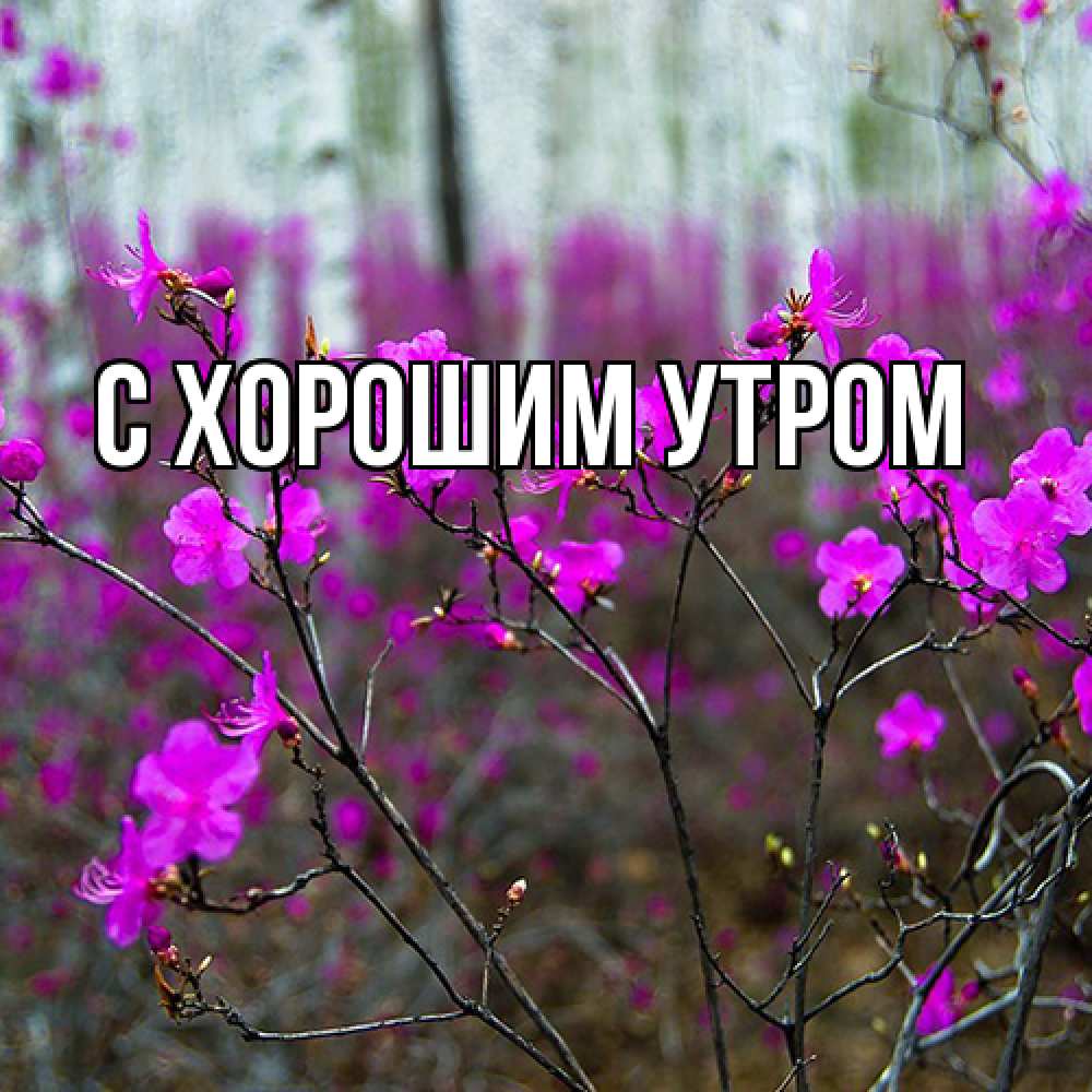 Открытка на каждый день с именем, Даша Люблю тебя дикие цветы Прикольная открытка с пожеланием онлайн скачать бесплатно 