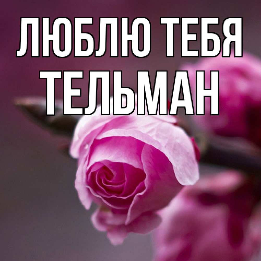 Открытка на каждый день с именем, Тельман Люблю тебя весна Прикольная открытка с пожеланием онлайн скачать бесплатно 