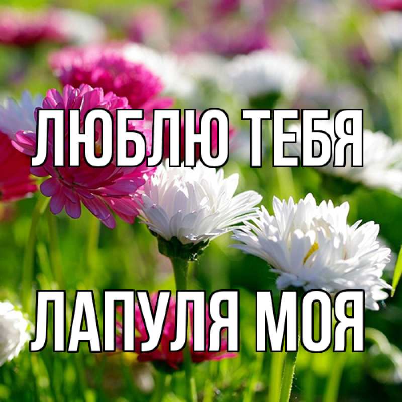 Картинка Люблю тебя, Лапуля моя