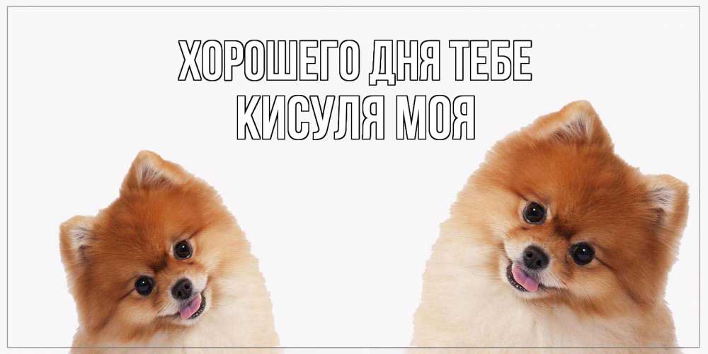Открытка на каждый день с именем, Кисуля-моя Хорошего дня тебе собачки желают прекрасного дня Прикольная открытка с пожеланием онлайн скачать бесплатно 