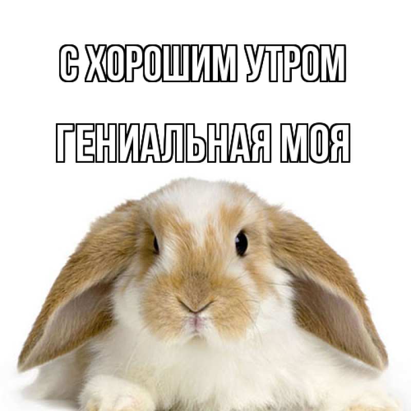 Картинка С хорошим утром, Гениальная моя