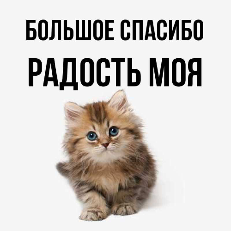Картинка Большое спасибо, Радость моя
