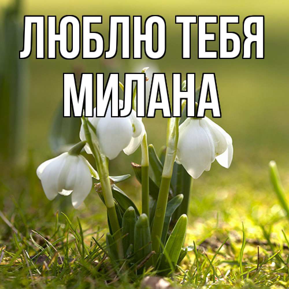 Открытка на каждый день с именем, Милана Люблю тебя ранние цветы 2 Прикольная открытка с пожеланием онлайн скачать бесплатно 