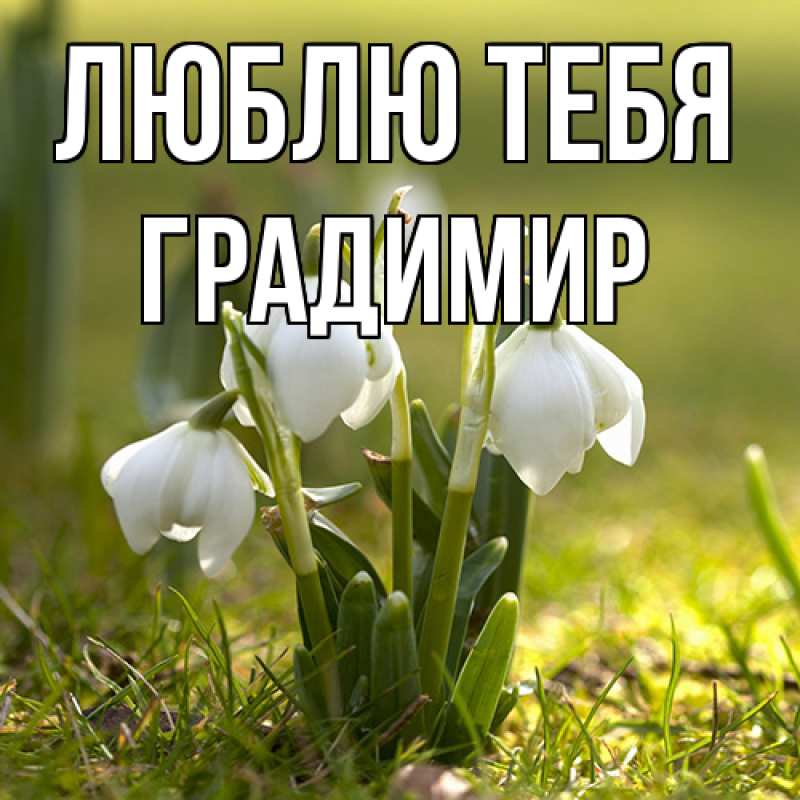 Картинка Люблю тебя, Градимир