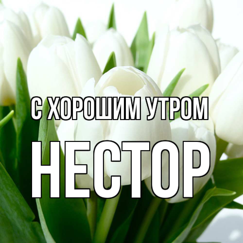 Открытка на каждый день с именем, Нестор С хорошим утром открытки на каждый день по именам Прикольная открытка с пожеланием онлайн скачать бесплатно 