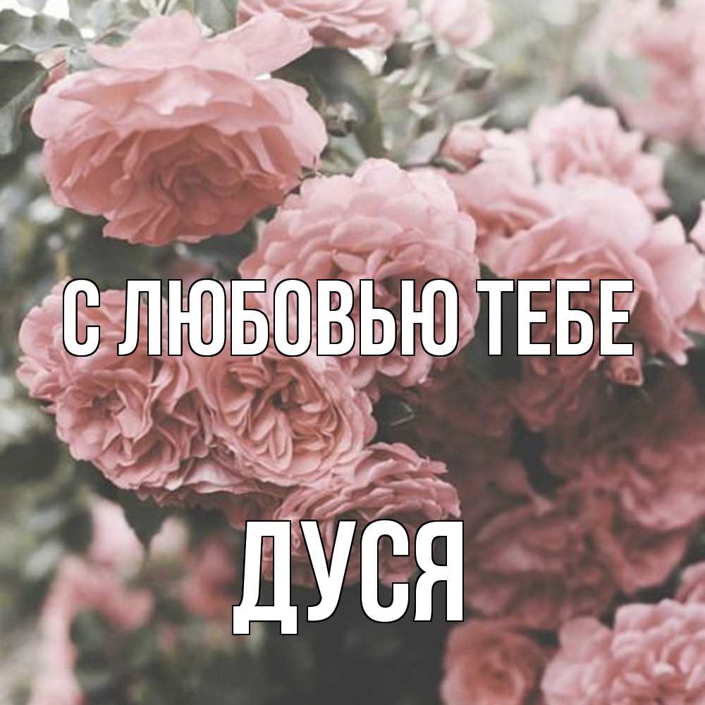 Открытка на каждый день с именем, Дуся С любовью тебе розы 3 Прикольная открытка с пожеланием онлайн скачать бесплатно 