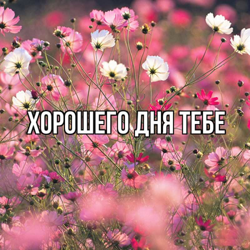 Картинка Люблю тебя, Гордон