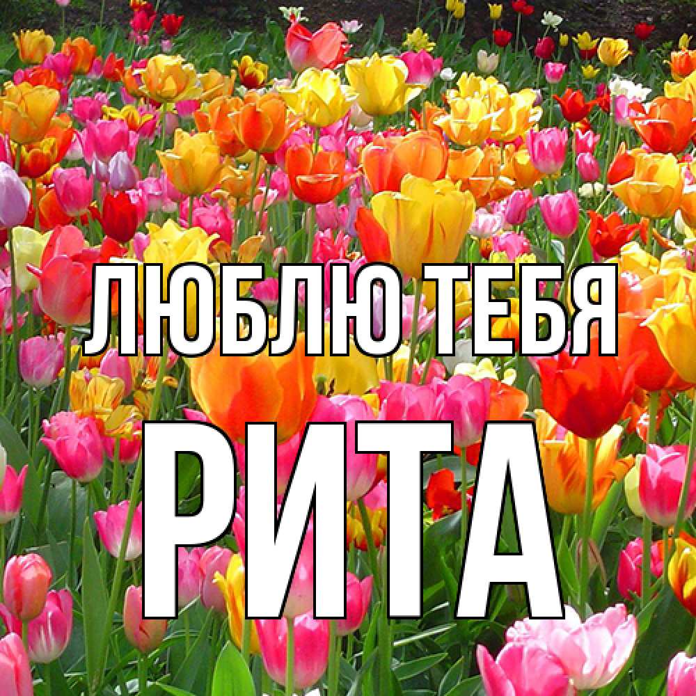 Открытка на каждый день с именем, Рита Люблю тебя на международный женский день Прикольная открытка с пожеланием онлайн скачать бесплатно 
