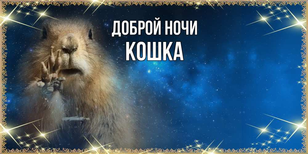 Открытка на каждый день с именем, Кошка Доброй ночи спокойной ночи сладких снов Прикольная открытка с пожеланием онлайн скачать бесплатно 