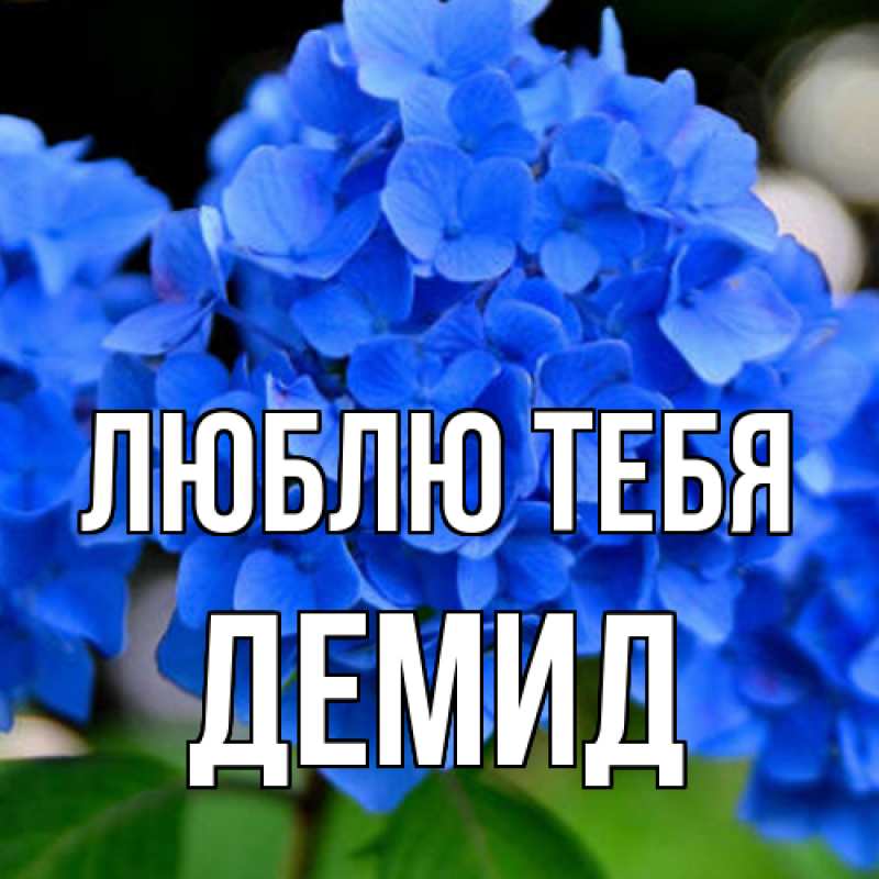 Картинка Люблю тебя, Демид