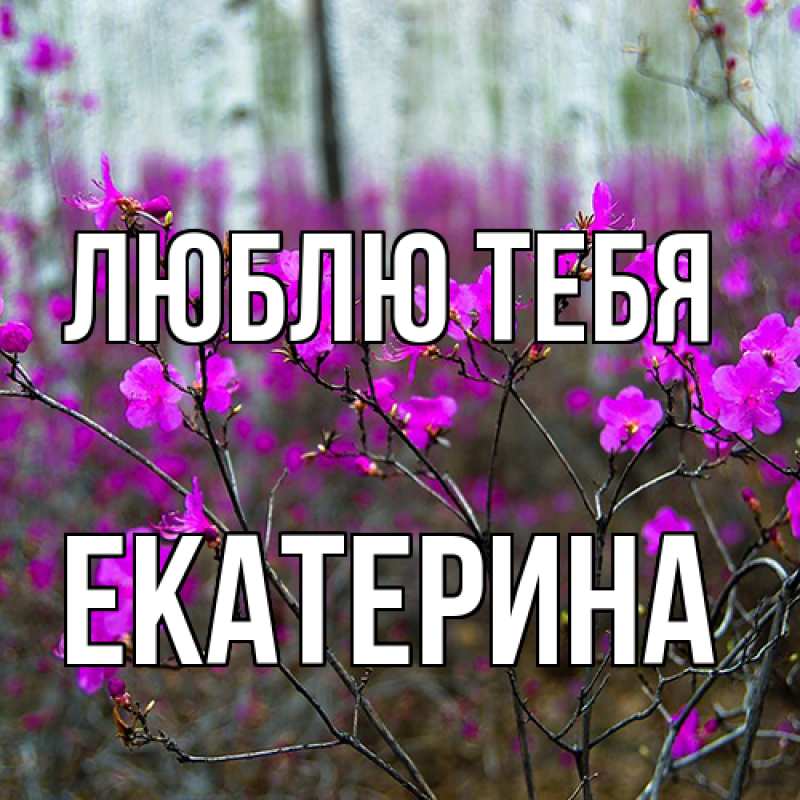 Картинка Люблю тебя, Екатерина