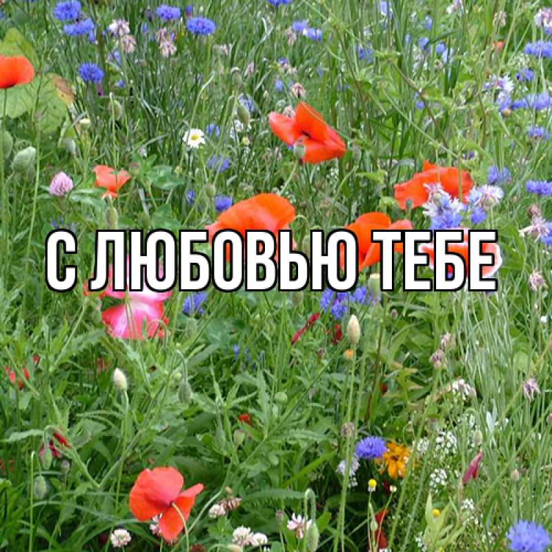 Картинка Люблю тебя, Жан