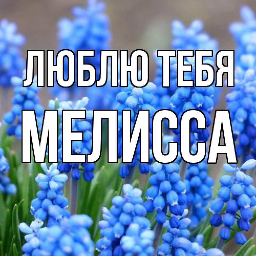 Открытка на каждый день с именем, Мелисса Люблю тебя Поздравительная открытка для женщин с цветами на праздничную дату Прикольная открытка с пожеланием онлайн скачать бесплатно 