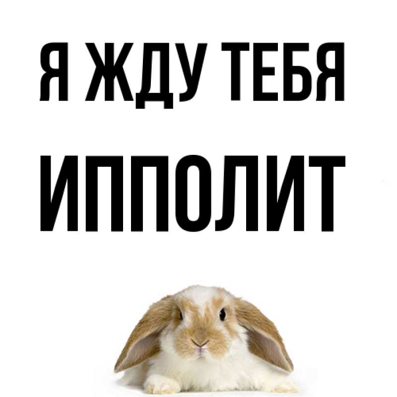 Картинка Я жду тебя, Ипполит