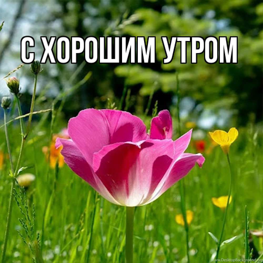 Открытка на каждый день с именем, Дима Люблю тебя полевые цветы Прикольная открытка с пожеланием онлайн скачать бесплатно 
