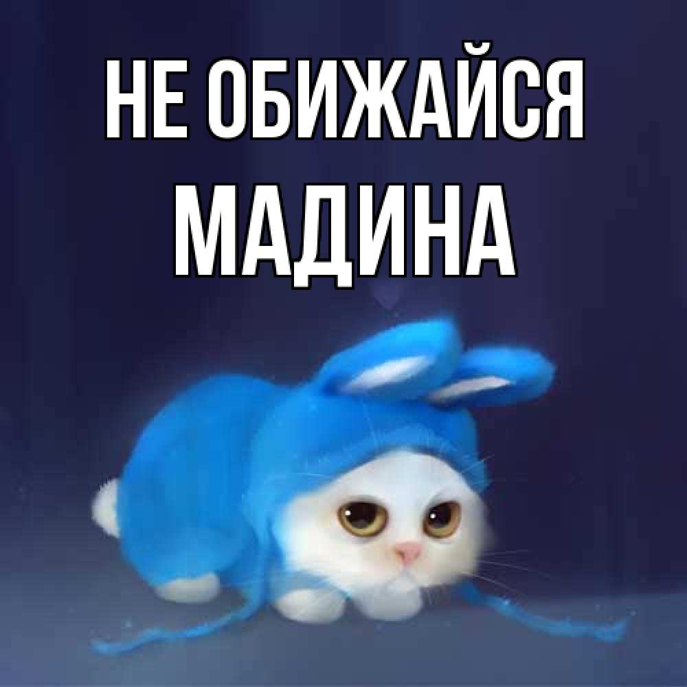 Открытка на каждый день с именем, Мадина Не обижайся невинный котозай просит прощения Прикольная открытка с пожеланием онлайн скачать бесплатно 