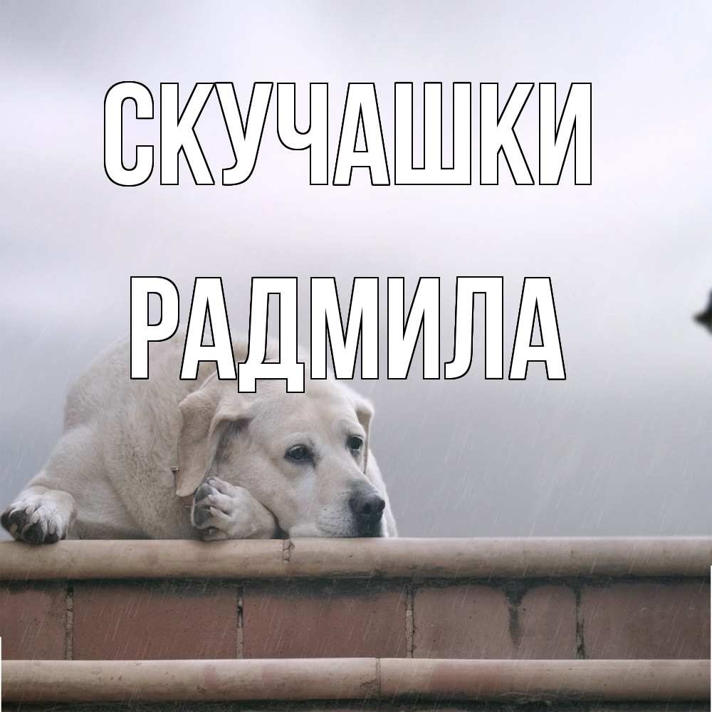 Открытка на каждый день с именем, Радмила Скучашки ждет Прикольная открытка с пожеланием онлайн скачать бесплатно 