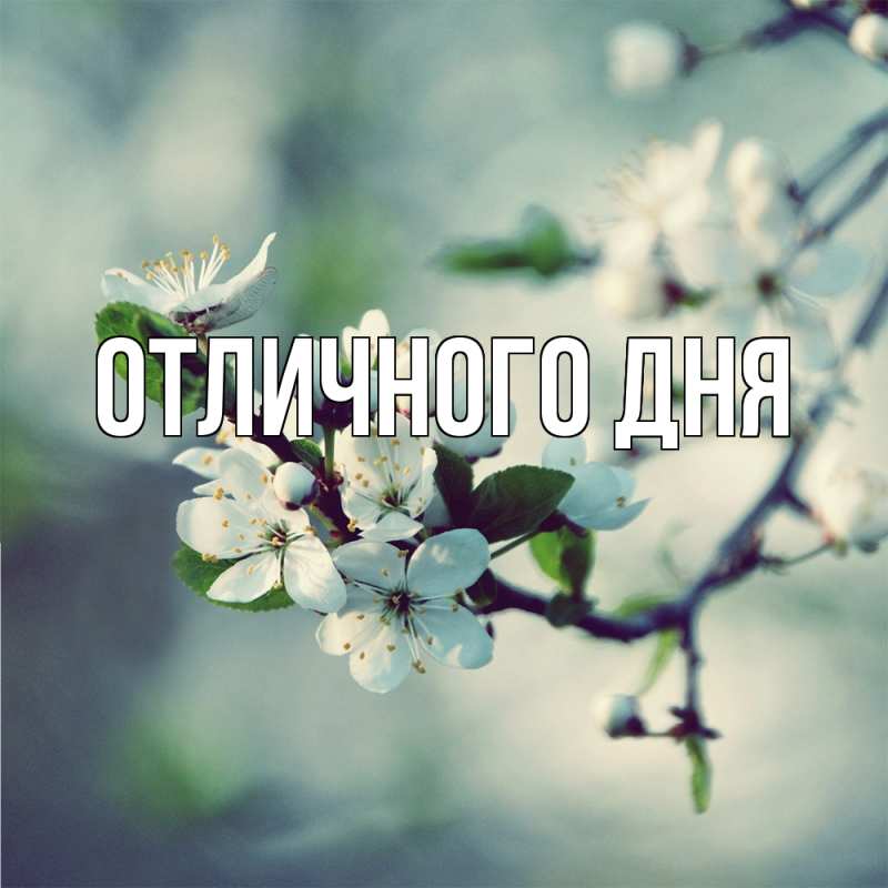 Картинка Скучашки, Арий