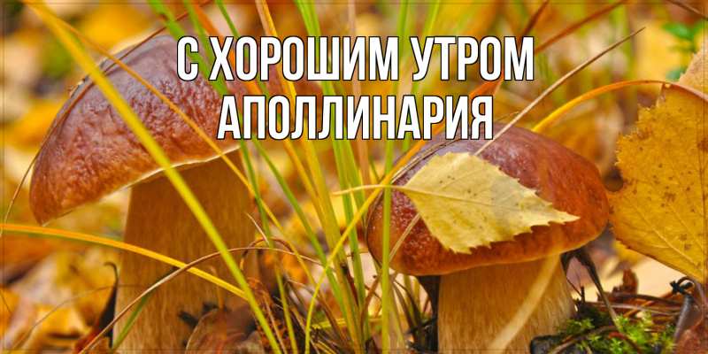 Картинка С хорошим утром, Аполлинария
