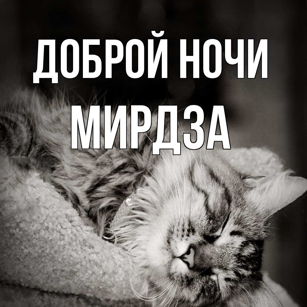 Открытка на каждый день с именем, Мирдза Доброй ночи котярик пушистый Прикольная открытка с пожеланием онлайн скачать бесплатно 