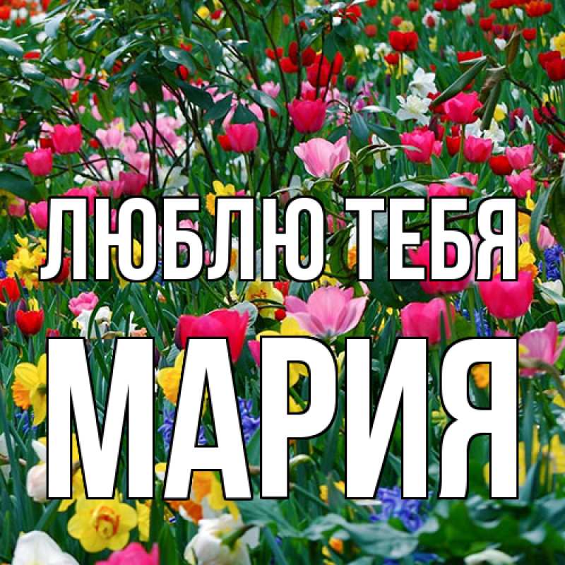 Картинка Люблю тебя, Мария