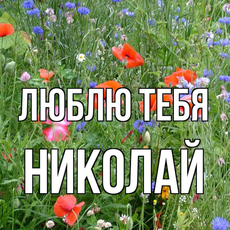 Картинка Люблю тебя, Николай