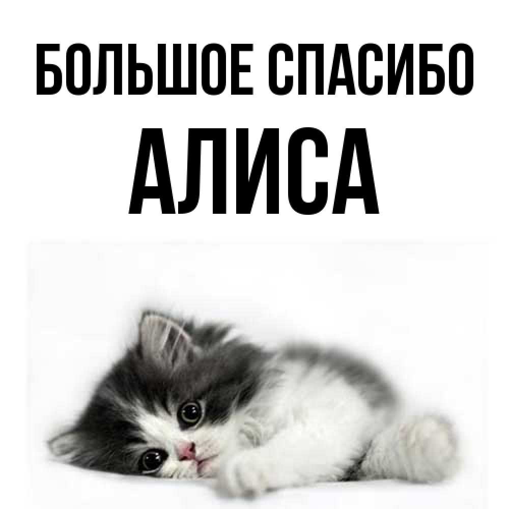 Открытка на каждый день с именем, Алиса Большое спасибо черный и белый кот Прикольная открытка с пожеланием онлайн скачать бесплатно 