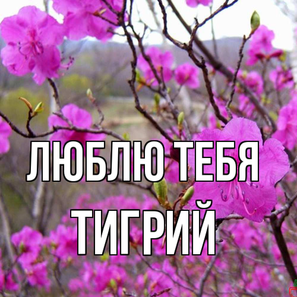Открытка на каждый день с именем, Тигрий Люблю тебя международный женский день Прикольная открытка с пожеланием онлайн скачать бесплатно 