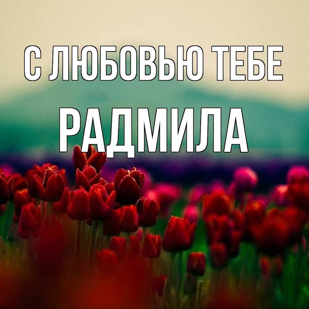 Открытка на каждый день с именем, Радмила С любовью тебе тюльпаны 4 Прикольная открытка с пожеланием онлайн скачать бесплатно 
