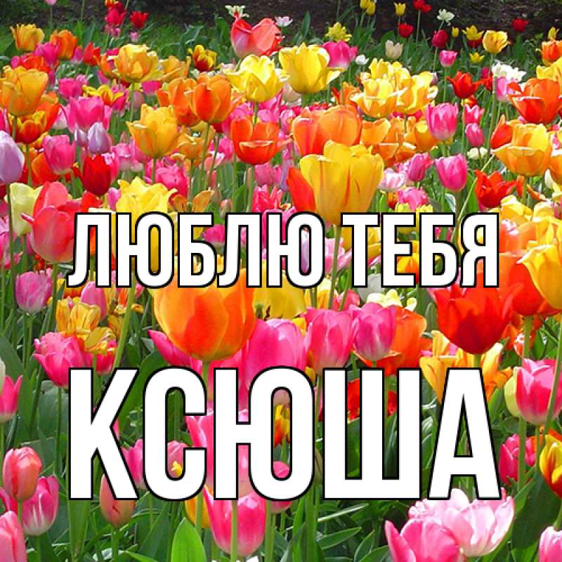 Картинка Люблю тебя, Ксюша