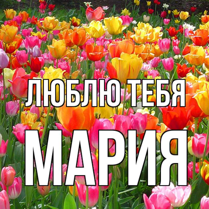 Картинка Люблю тебя, Мария